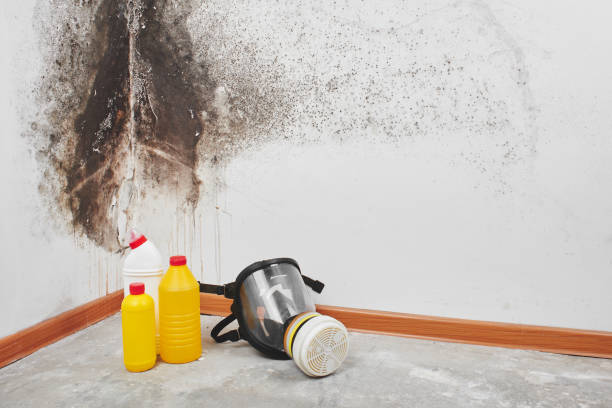 Best Post-Flood Mold Remediation in Maplewood, MO