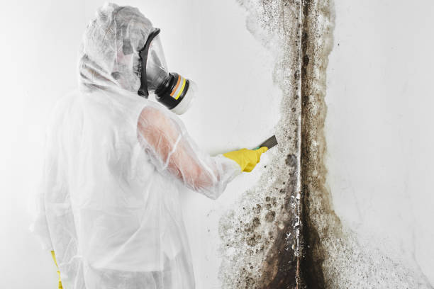 Best HVAC Mold Remediation in Maplewood, MO