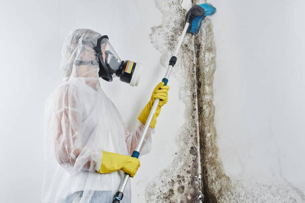 Reliable Maplewood, MO Mold Remediation Solutions
