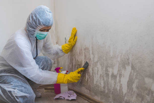 Best Basement Mold Remediation in Maplewood, MO