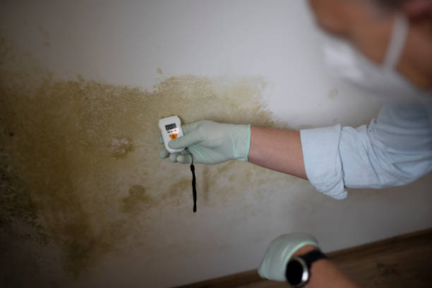Best Bathroom Mold Remediation in Maplewood, MO