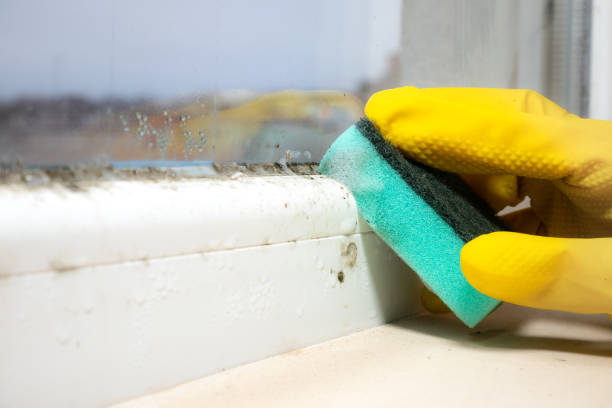 Best DIY Mold Remediation Support Services in Maplewood, MO