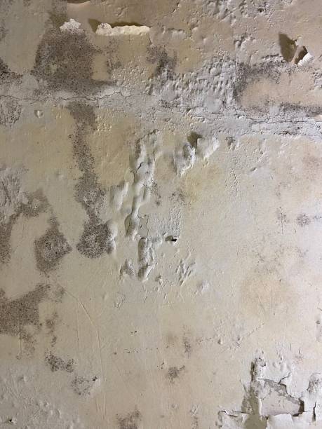 Best Attic Mold Remediation in Maplewood, MO