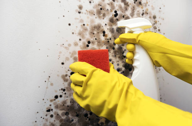 Best Mold Testing and Inspection Services in Maplewood, MO