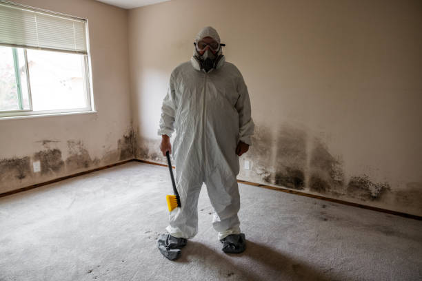 Best Residential Mold Remediation in Maplewood, MO